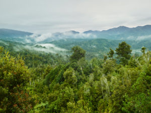 Oparara Basin, Kahurangi Nationalpark, West Coast, Südinsel, Neuseeland, Ozeanien Oparara Basin, Kahurangi Nationalpark, West Coast, Südinsel, Neuseeland, Ozeanien